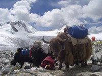 Arrivée des yacks au camp de base